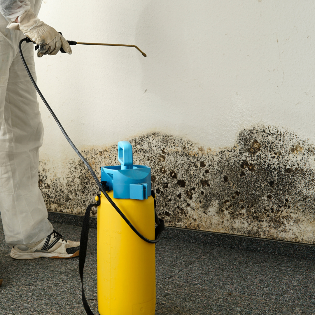 Mold Remediation